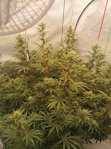 Growreport Bild 6