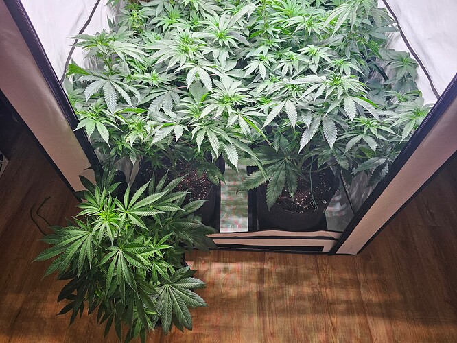 Growreport Bild 3
