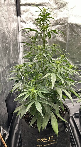 Growreport Bild 2