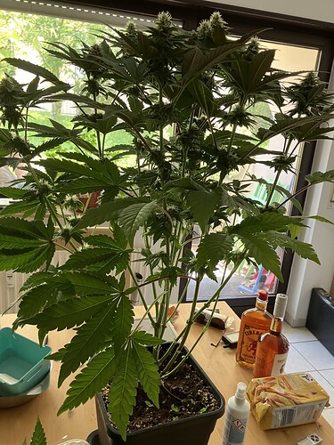 Growreport Bild 2