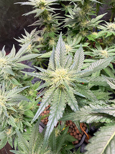 Growreport Bild 36