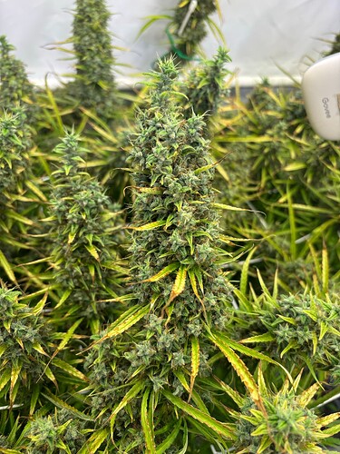 Growreport Bild 3