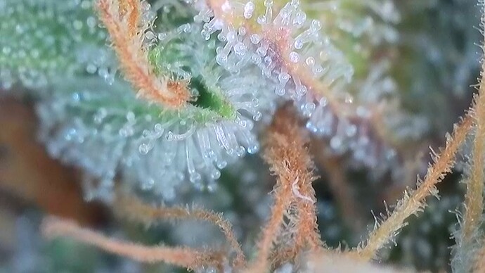 Growreport Bild 43