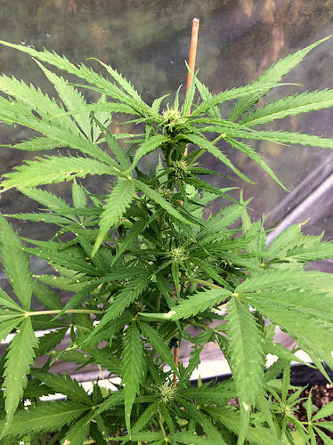 Grow26_0817_11