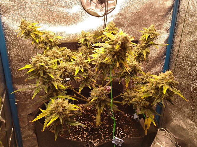 Growreport Bild 1