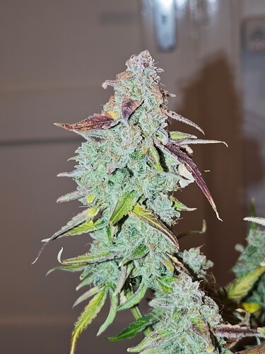 MVIMG_20251204_192410