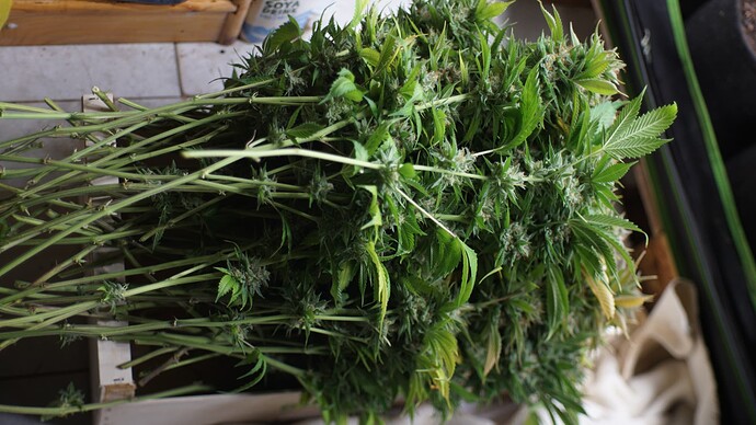 Growreport Bild 3