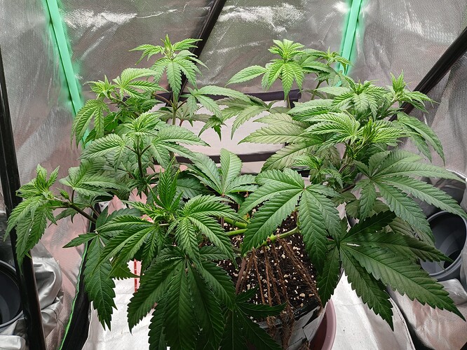 Growreport Bild 14