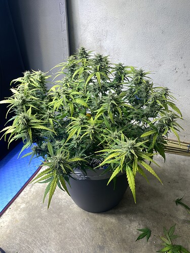 Growreport Bild 37