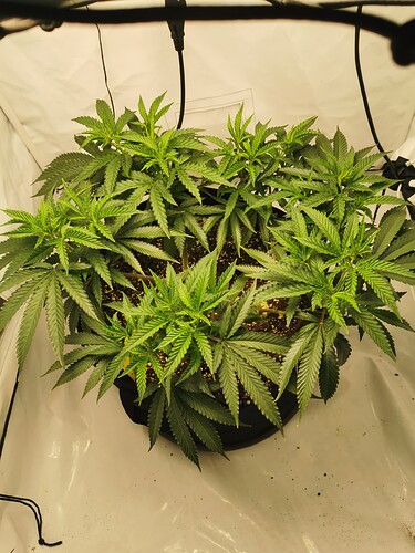 Growreport Bild 10