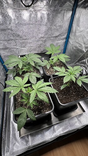 Growreport Bild 8