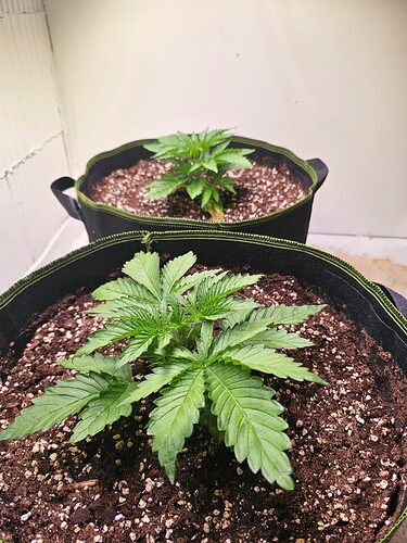 Growreport Bild 1