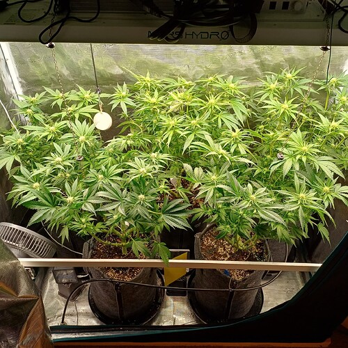 Growreport Bild 39