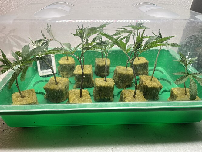 Growreport Bild 61