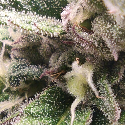 Growreport Bild 8