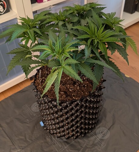 Growreport Bild 9