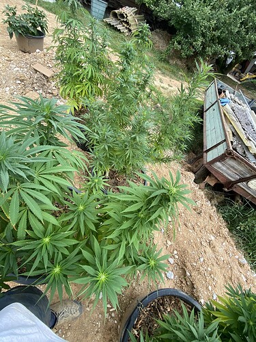 Growreport Bild 5