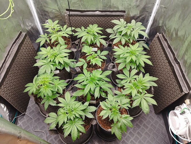 Growreport Bild 1
