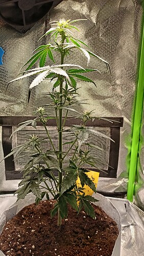 Growreport Bild 8