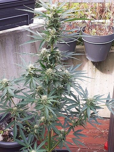 Growreport Bild 97