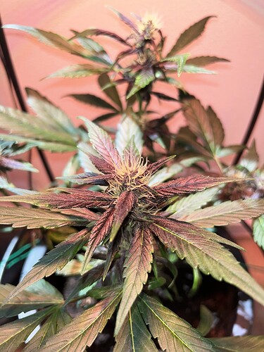 Growreport Bild 21