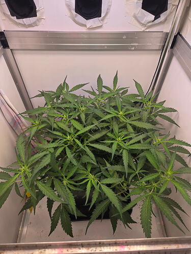 Eine Cannabis-Pflanze in einer Growbox, die sich in der frühen Blütephase befindet.