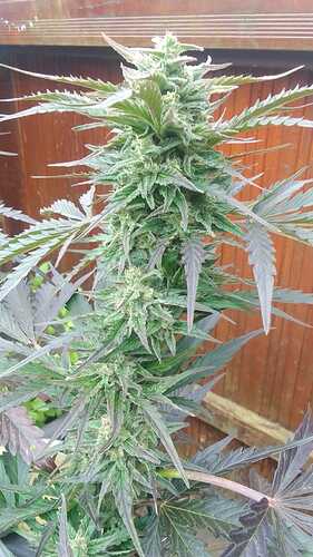 Growreport Bild 4