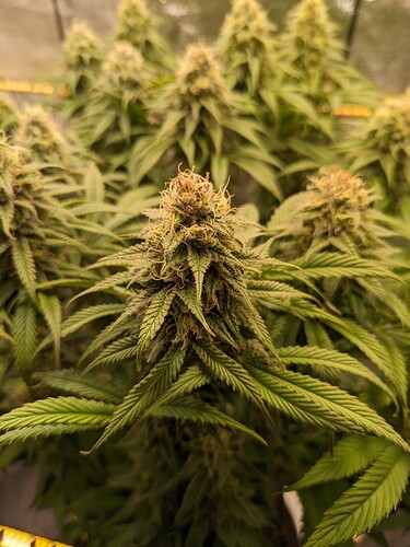 PXL_20240206_211304278