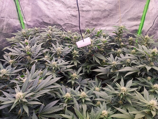 Growreport Bild 17