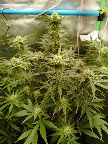 Growreport Bild 1