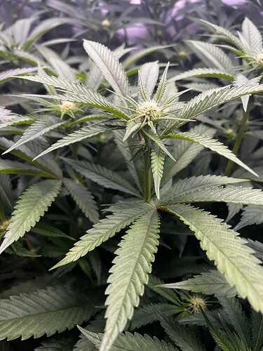 Growreport Bild 5