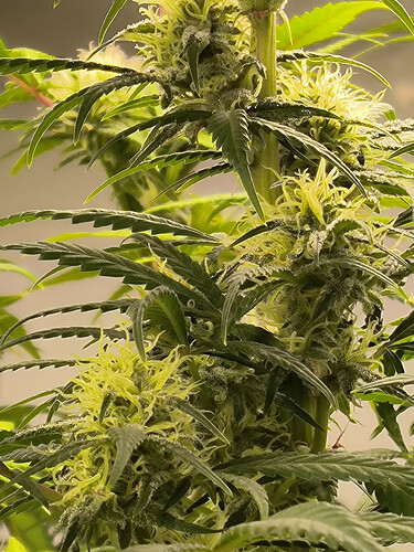 Growreport Bild 87