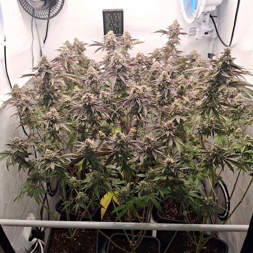 Growreport Bild 10