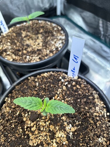 Growreport Bild 26