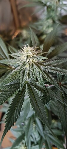 Growreport Bild 2