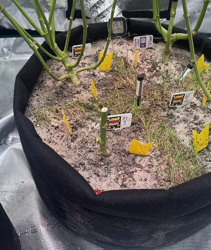 Growreport Bild 22