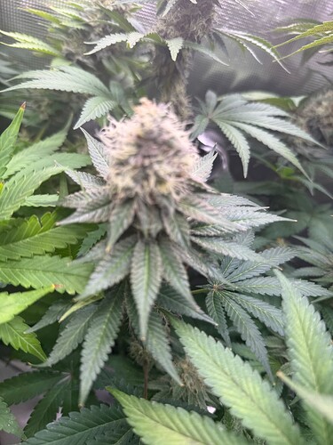 Growreport Bild 12