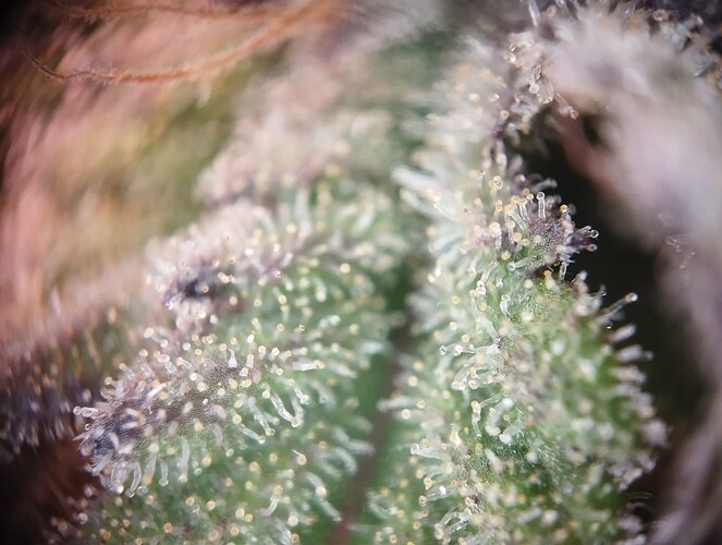 IMG_20250310_123301 - Kopie