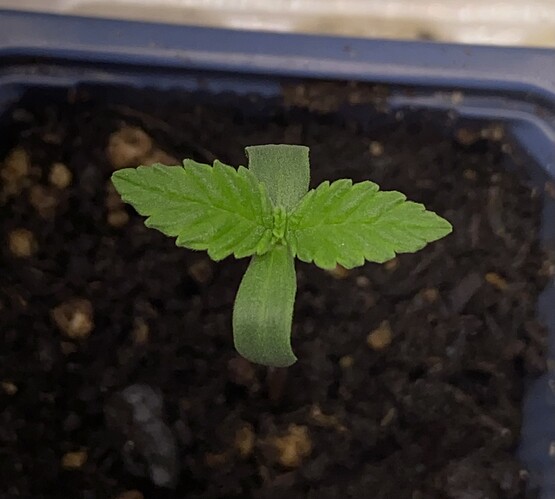 Growreport Bild 1