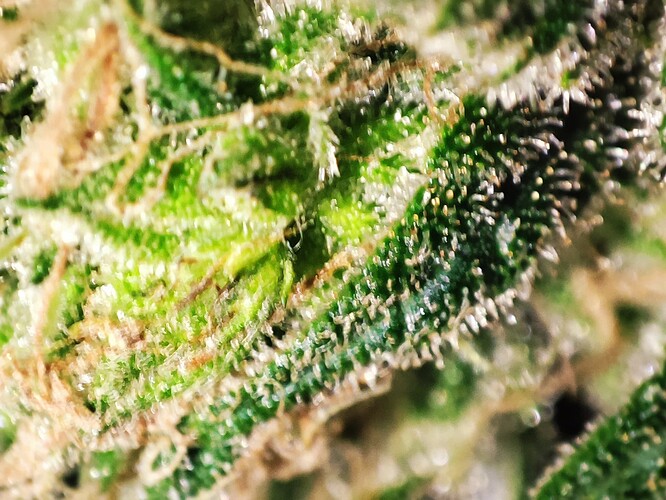 Growreport Bild 44
