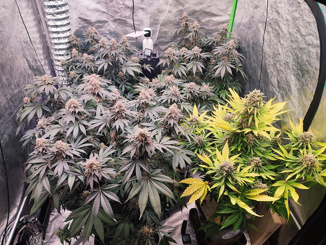 Growreport Bild 100