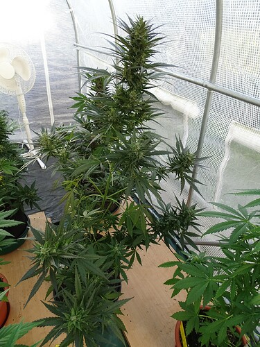 Growreport Bild 46
