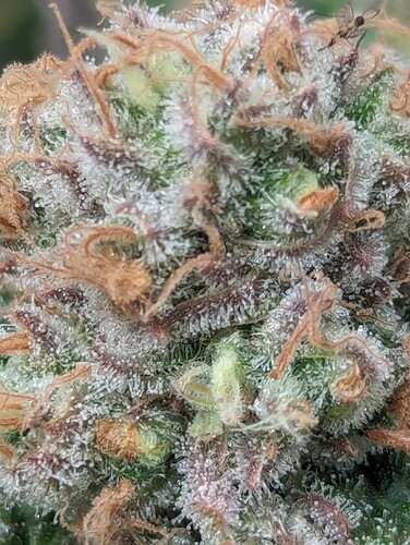 Growreport Bild 14