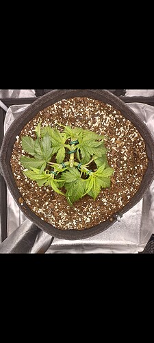 Growreport Bild 3