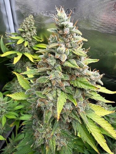 Growreport Bild 17