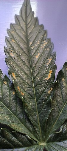 Growreport Bild 26