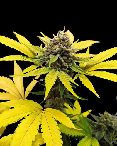 gorilla-kush-fast-version