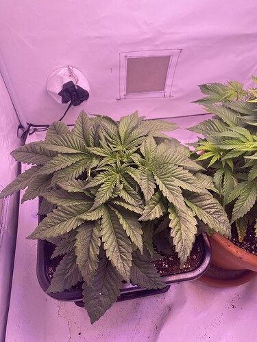 Growreport Bild 4
