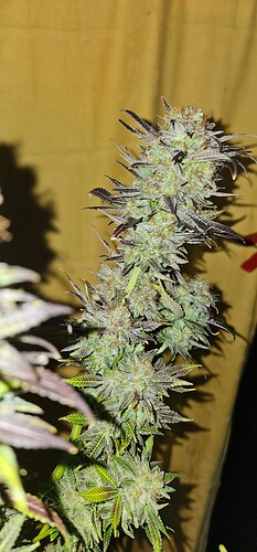 Growreport Bild 68
