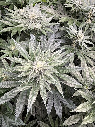 Growreport Bild 16